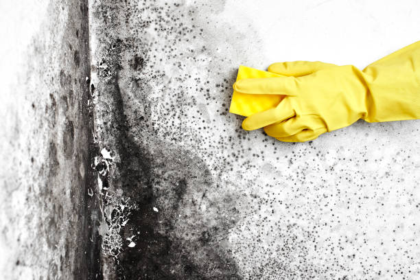 Best Airborne Mold Testing  in Youngsville, LA