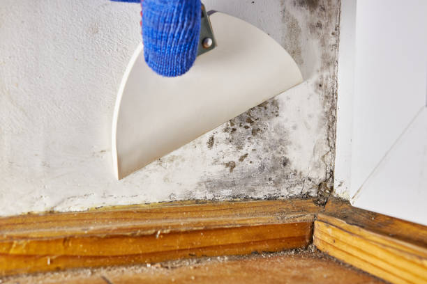 Environmental Consulting for Mold Prevention in Youngsville, LA